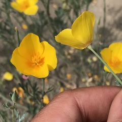 Eschscholzia californica