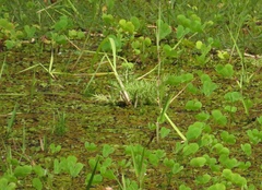 Ceratopteris pteridoides