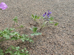 Lupinus mollendoensis