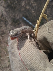 Sceloporus edbelli