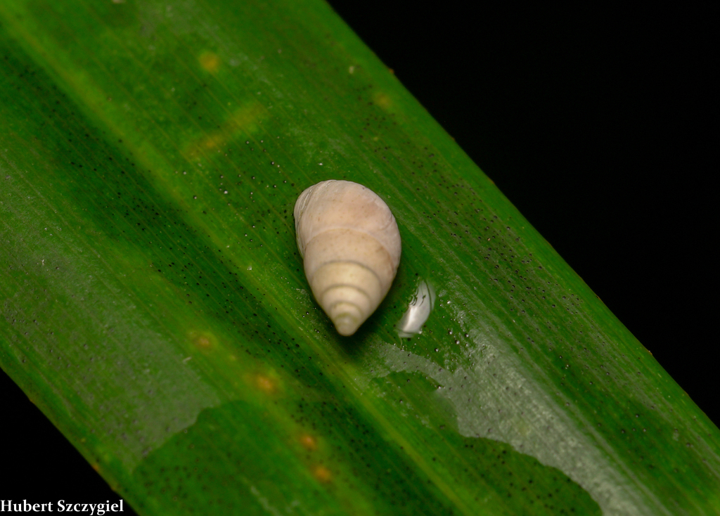 White Pupu Kuahiwi