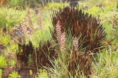 Disa obtusa