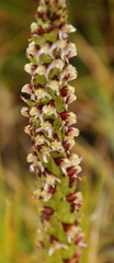 Disa obtusa