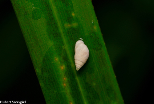 Auriculella ambusta observed 2021-12-04