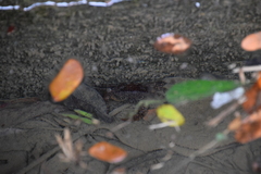 Parathelphusa reticulata