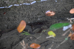 Parathelphusa reticulata