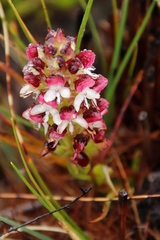 Disa albomagentea