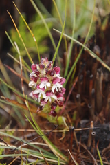 Disa albomagentea