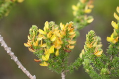 Aspalathus subtingens