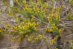 Aspalathus subtingens