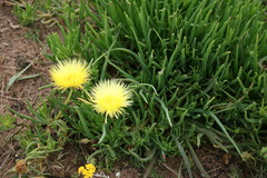 Conicosia pugioniformis