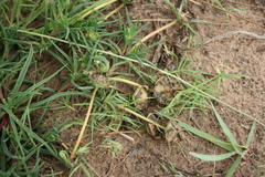 Conicosia pugioniformis