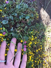 Sidalcea malviflora purpurea