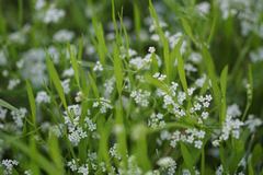 Limnosciadium pumilum