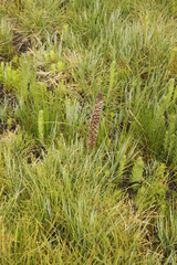 Disa obtusa hottentotica
