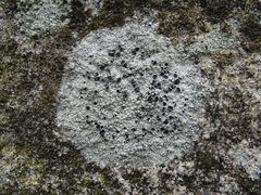 Lecanora gangaleoides