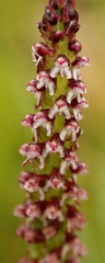 Disa obtusa hottentotica