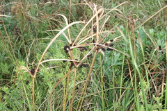Cyperus tabularis