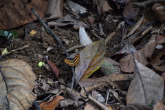 Lasippa heliodore dorelia