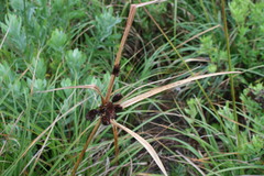 Cyperus tabularis