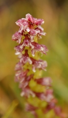 Disa obtusa hottentotica