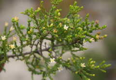 Lachnaea axillaris