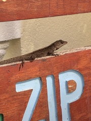 Anolis lemurinus