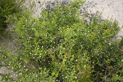 Lachnaea axillaris