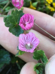 Sidalcea malviflora purpurea