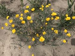 Eschscholzia californica