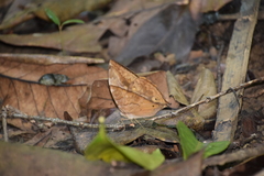Zeuxidia amethystus amethystus