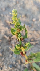 Patellifolia procumbens image