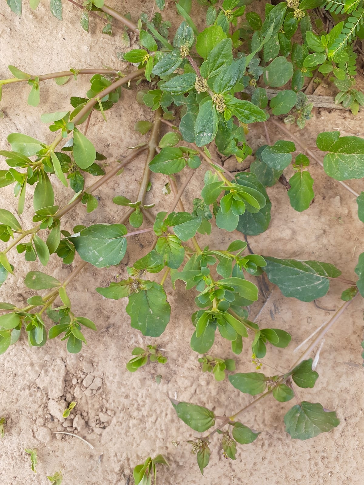 Euphorbia hirta