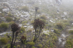 Brunia sphaerocephala