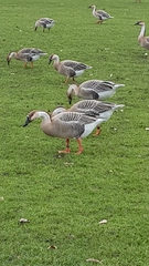 Anser cygnoides domesticus