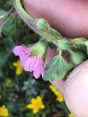 Sidalcea malviflora purpurea