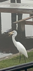 Ardea alba