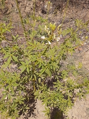 Tarenaya longicarpa