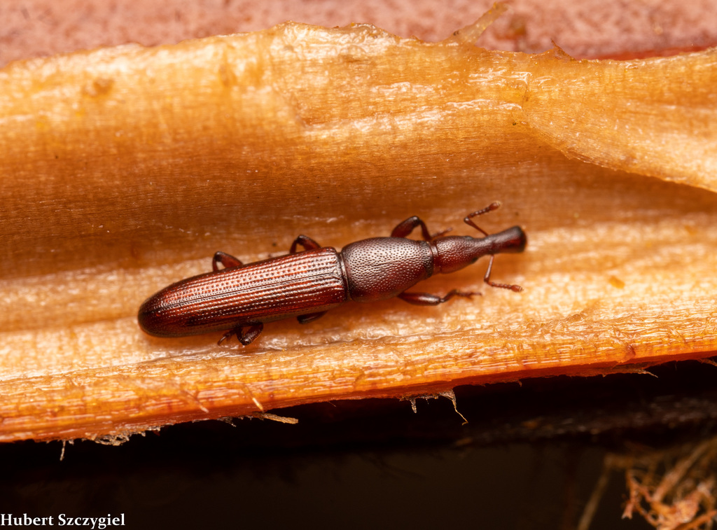 Stenotrupis prolixa