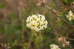 Gnidia squarrosa