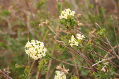 Gnidia squarrosa