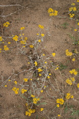 Helichrysum dasyanthum