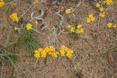 Helichrysum dasyanthum