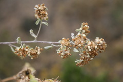 Helichrysum litorale