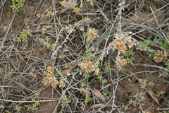 Helichrysum litorale