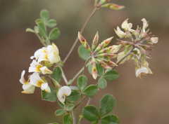 Lotononis glabra