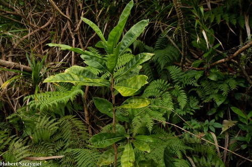 Melicope cornuta observed 2021-12-04