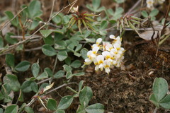 Lotononis glabra