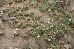 Mesembryanthemum canaliculatum