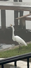 Ardea alba